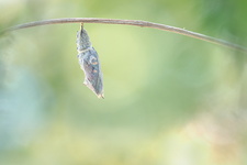 Paon du jour (Aglais io) - Emergence