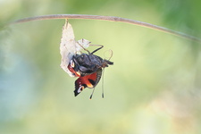 Paon du jour (Aglais io) - Emergence