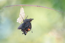 Paon du jour (Aglais io) - Emergence