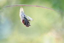 Paon du jour (Aglais io) - Emergence