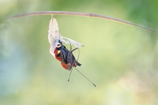 Paon du jour (Aglais io) - Emergence