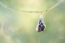 Paon du jour (Aglais io) - Emergence