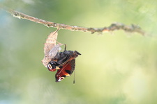 Paon du jour (Aglais io) - Emergence