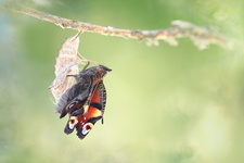 Paon du jour (Aglais io) - Emergence