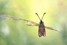 Zygène cendrée (Zygaena rhadamanthus)