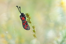 Zygène cendrée (Zygaena rhadamanthus)