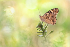 Belle-Dame (Vanessa cardui)