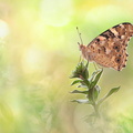 Belle-Dame (Vanessa cardui)