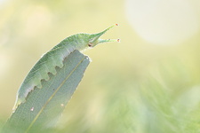 Petit Mars changeant (Apatura ilia) - Chenille stade 5