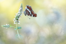 Carte géographique (Araschnia levana) - génération estivale (forme prorsa)