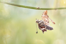 Carte géographique (Araschnia levana) - Emergence génération estivale (forme prorsa)