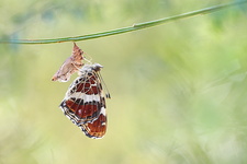 Carte géographique (Araschnia levana) - Emergence génération estivale (forme prorsa)