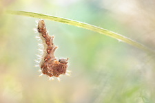 Robert-le-diable (Polygonia c-album) - Nymphose