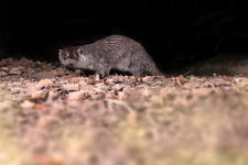 Loutre d'Europe (Lutra lutra)