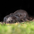 Loutre d'Europe (Lutra lutra)