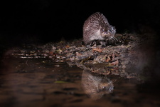 Loutre d'Europe (Lutra lutra)