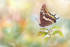Pacha à deux queues (Charaxes jasius)