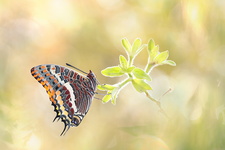  Pacha à deux queues (Charaxes jasius)
