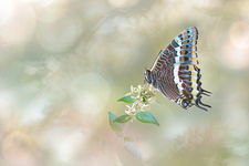 Pacha à deux queues (Charaxes jasius)