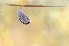 Pacha à deux queues (Charaxes jasius) - Emergence 2/8