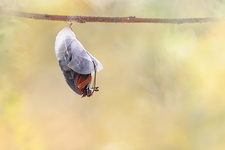 Pacha à deux queues (Charaxes jasius) - Emergence 3/8