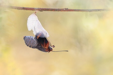Pacha à deux queues (Charaxes jasius) - Emergence 5/8