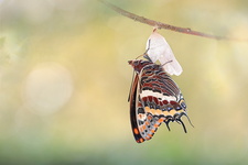 Pacha à deux queues (Charaxes jasius) - Emergence 8/8