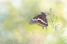 Pacha à deux queues (Charaxes jasius) - mâle