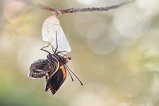 Pacha à deux queues (Charaxes jasius) - Emergence