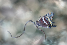 Pacha à deux queues (Charaxes jasius)