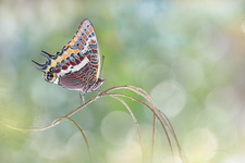 Pacha à deux queues (Charaxes jasius) - femelle