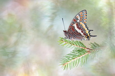 Pacha à deux queues (Charaxes jasius) - mâle