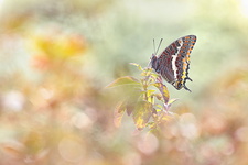 Pacha à deux queues (Charaxes jasius) - mâle