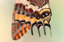 Pacha à deux queues (Charaxes jasius)