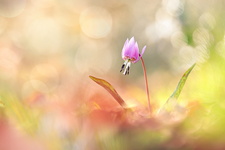 Érythrone dent-de-chien Erythronium dens-canis)