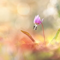 Érythrone dent-de-chien Erythronium dens-canis)