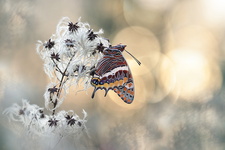 Pacha à deux queues (Charaxes jasius) - mâle