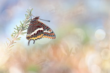 Pacha à deux queues (Charaxes jasius) - mâle