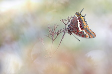 Pacha à deux queues (Charaxes jasius) - mâle