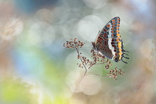 Pacha à deux queues (Charaxes jasius) - femelle