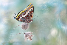 Pacha à deux queues (Charaxes jasius) - femelle