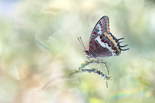 Pacha à deux queues (Charaxes jasius) - femelle