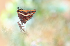 Pacha à deux queues (Charaxes jasius) - mâle