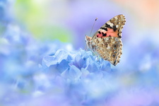 Belle-Dame (Vanessa cardui)