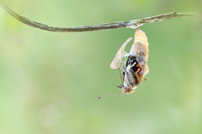 Belle-Dame (Vanessa cardui) - Emergence