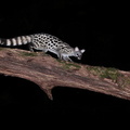 Genette commune (Genetta genetta)
