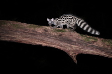 Genette commune (Genetta genetta)
