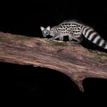 Genette commune (Genetta genetta)