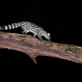 Genette commune (Genetta genetta)