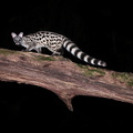 Genette commune (Genetta genetta)